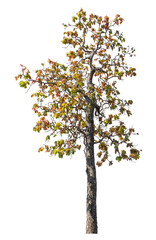 Wall Mural - Tree isolated on transparent background with clipping path and alpha channel