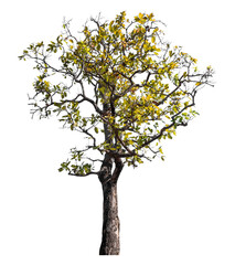 Wall Mural - Tree isolated on transparent background with clipping path and alpha channel