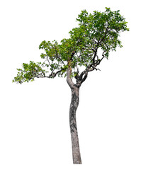 Wall Mural - green tree isolated on transparent background with clipping path and alpha channel