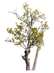 Wall Mural - trees isolated on transparent background with clipping path and alpha channel