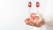 © Orawan - Human urinary system kidneys with bladder anatomy on doctor hands. Treatment of urinary tract infections, urinary incontinence or urinary retention. Urology concept.