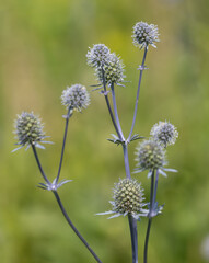 Wall Mural - A bunch of flowers with green stems