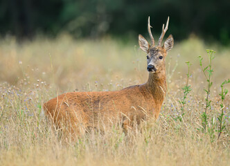 Wall Mural - Roe deer male ( Capreolus capreolus )