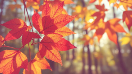 Wall Mural - vibrant red maple leaves basking in the golden sunlight of a beautiful autumn day, creating a warm a
