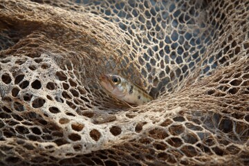Small fish in a fishing net