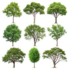 Collection of green trees isolated on transparent background png multiple tree types png nature and greenery png botanical elements png forest and environment png tree collection png 
