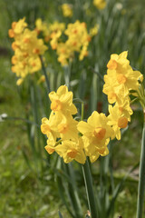 Wall Mural - narcisses multiflores
