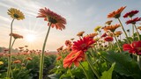 Field of vibrant gerbera daisies at sunrise gerbera daisy