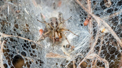 fishing net macro