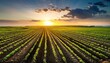 © Brycen - sunset over green rows of agricultural crops in a field
