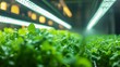 © Coffee Cafe Lover - Green Leafy Vegetables Growing Under LED Lights in Indoor Farm Setting