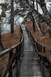 © lunika - winding wooden pathway stretches through tranquil forest, with wet surfaces reflecting gray sky. surrounding trees add sense calm during early spring. vertical. close up.
