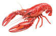 © tai - A fully cooked red lobster with prominent claws and antennae, isolated cleanly on a white background, showcasing its vibrant shell and detailed exoskeleton.