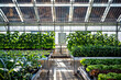 © VITALII - Greenhouse with solar panel roof. A modern greenhouse with lush green plants growing under a roof integrated with semi-transparent solar panels for sustainable farming.