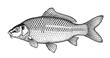 © bow - Carp Fish Monochrome Hand Drawn Illustration