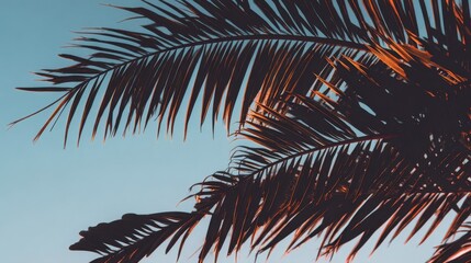Wall Mural - close-up view of palm fronds against a pale blue sky.