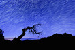 © Travel 'n' Lifestyle - View of a silhouette of a gnarled tree against a mesmerizing tapestry of swirling star trails in the inky night sky, Funchal, Madeira, Portugal.