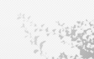 Wall Mural - abstract shadow overlay from foliage tree branch on a transparent background.