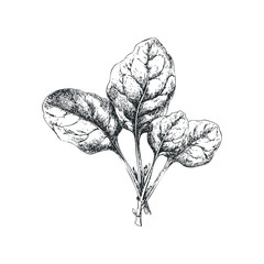 Wall Mural - spinach bunch drawn in detailed monochrome sketch style