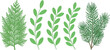 © Shamsher - Illustration of a cedar branch, three leafy branches, and a pine branch on a white background
