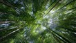 © Olexandr Tytarchuk - Reaching for the Sunlight: An upward perspective of a vibrant bamboo forest, showcasing tall, green stalks and a canopy filtering sunlight.