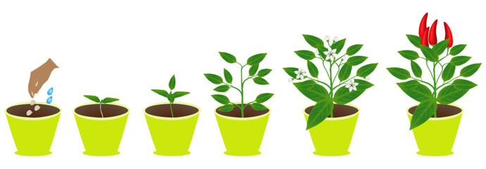 Wall Mural - Growth cycle of chili pepper plant in a pot on white background..eps