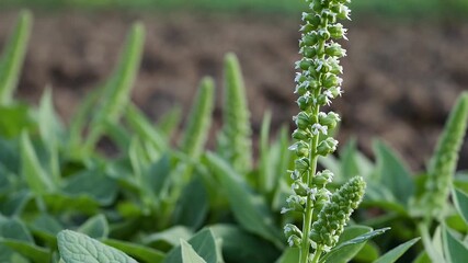 Wall Mural - cinematic 4K macro footage of ribwort plantain leaves in a disturbed meadow revealing texture and botanical details of this resilient common weed in natural rural landscapes