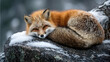 © Rashed - A sleeping red fox with a fluffy tail rests on a snow-covered rock resting