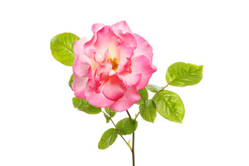 Wall Mural - Pink rose and leaves