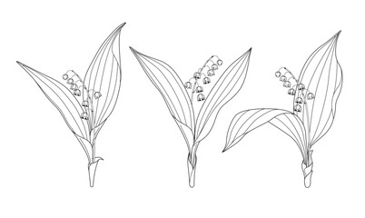 Wall Mural - flowering lily of the valley outline drawing