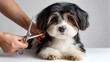 © Skoles - Dog grooming session with scissors focuses on a small black and white puppy being groomed by a person in a well-lit setting