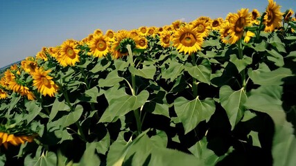 Wall Mural - Spectacular drone footage in cinematic 4K resolution soaring above a vibrant sunflower field during summer capturing golden blooms swaying in the wind and extending across the agricultural horizon