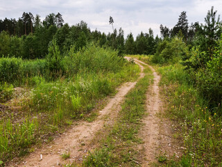 Wall Mural - Small rough dirt road in a forest. Trip to nature concept. Living in remote rural country side in nice clean environment.