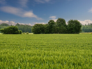 Wall Mural - Rural scene with field of growing wheat crop and green forest and blue cloudy sky. Nature background. Agriculture industry and food supply.