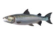 © Harshu Prathu - atlantic whole salmon fish