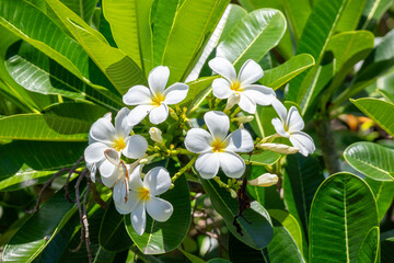 Wall Mural - White Frangipani flower Plumeria alba with green leaves