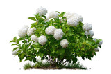 Dense cluster of white hydrangea blossoms on a leafy shrub
