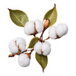 © Ta Sher - A Branch of Cotton Plant with Leaves, Showing White Bolls and Dried Seedpod
