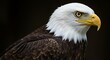 © Jawad - A close up shot of a Southern Bald Eagle