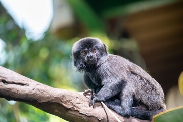 Wall Mural - black goeldi's tamarin monkey sitting on a branch