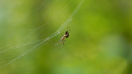 Close-up shot of a spider hanging on its web with green blurred background