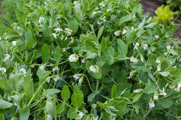 Naklejka na meble Plants of young blooming pea on field in overcast day