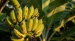 © PixelAura - Fresh bananas on tree bunch in tropical garden healthy diet fruit nutrition agriculture plantation farm