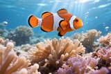 clown fish in anemone