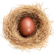 © sld - Brown egg in bird nest