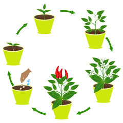 Wall Mural - Life cycle of chili pepper in a pot on a white background..eps