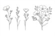 © Jihan - Black and white line drawing of flax flowers and buds on white background linen bloom