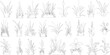 © shahzad - Plant elevation line silhouettes outline - grass, shrub, tree big set vector, grass line cad and silhouettes isolated on white background.