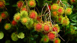 Red rambutan fruit hanging from the tree