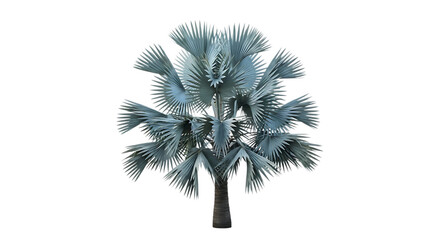 Bismarck palm tree with silver blue leaves isolated on transparent background
